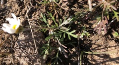 Chrysanthemum chalchingolicum