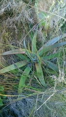 Aloe andringitrensis image