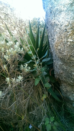 Aloe andringitrensis image