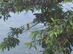 Sicalis flaveola