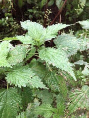 Urtica dioica