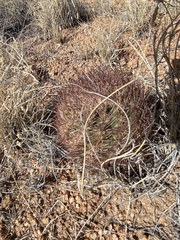 Echinomastus intertextus dasyacanthus