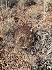 Echinomastus intertextus dasyacanthus