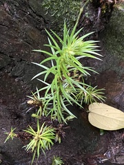 Cunninghamia lanceolata