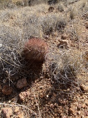 Echinomastus intertextus dasyacanthus