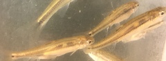 Pimephales notatus