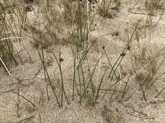 Juncus lesueurii