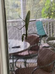 Mantidae