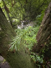 Cunninghamia lanceolata