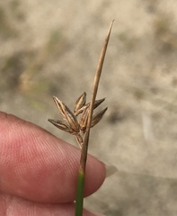 Juncus lesueurii