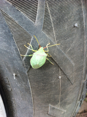 Chlorocoris rufopictus