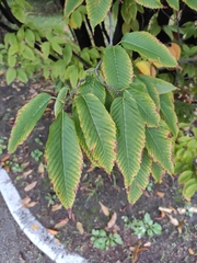 Acer carpinifolium