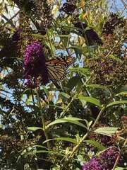 Danaus plexippus