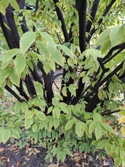 Acer carpinifolium