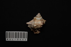 Hexaplex trunculus image
