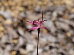 Caladenia harringtoniae