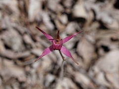 Caladenia harringtoniae
