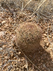 Echinomastus intertextus dasyacanthus