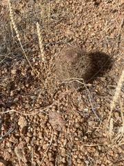 Echinomastus intertextus dasyacanthus