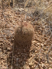 Echinomastus intertextus dasyacanthus