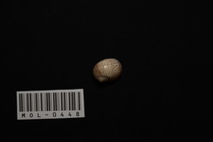 Naticarius stercusmuscarum image