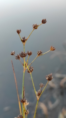 Jointed rush (Juncus articulatus)