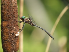 Somatochlora tenebrosa