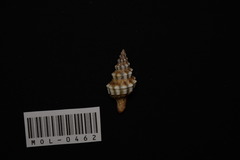 Aptyxis syracusana image