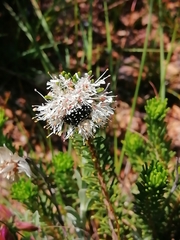 Agathosma gonaquensis