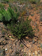 Agathosma gonaquensis