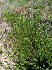 Agathosma gonaquensis