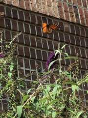 Danaus plexippus