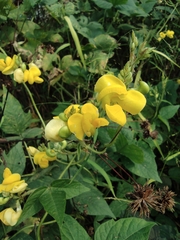 Vigna umbellata