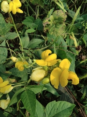 Vigna umbellata