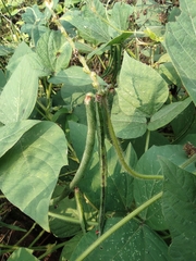 Vigna umbellata
