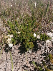Agathosma gonaquensis