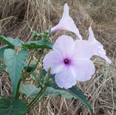 Ipomoea carnea fistulosa