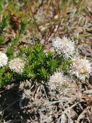 Agathosma gonaquensis