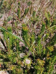 Agathosma gonaquensis