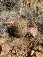 Echinomastus intertextus dasyacanthus