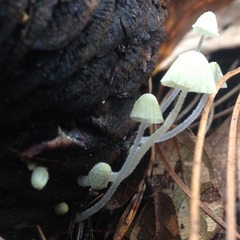 Mycena chloroxantha