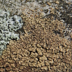 Willeya diffractella