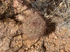 Echinomastus intertextus dasyacanthus