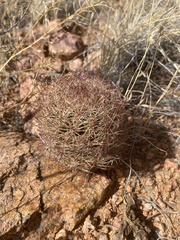 Echinomastus intertextus dasyacanthus