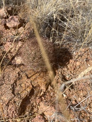 Echinomastus intertextus dasyacanthus