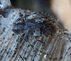 Mesosa nebulosa