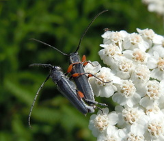 Phytoecia icterica