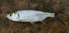 Megalops cyprinoides