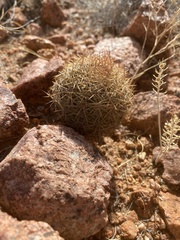 Echinomastus intertextus dasyacanthus