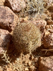 Echinomastus intertextus dasyacanthus